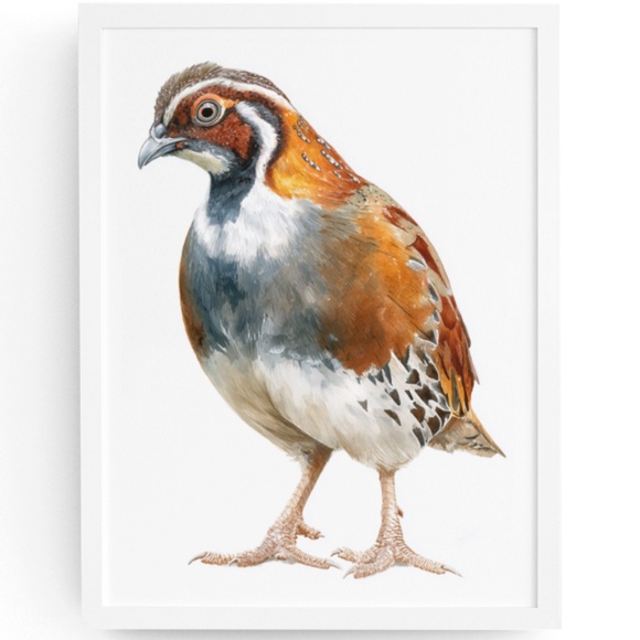 Watercolor Quail Wall Art Print, Unframed - Vibrant Nature-Inspired Home Decor - Picture 1 of 6